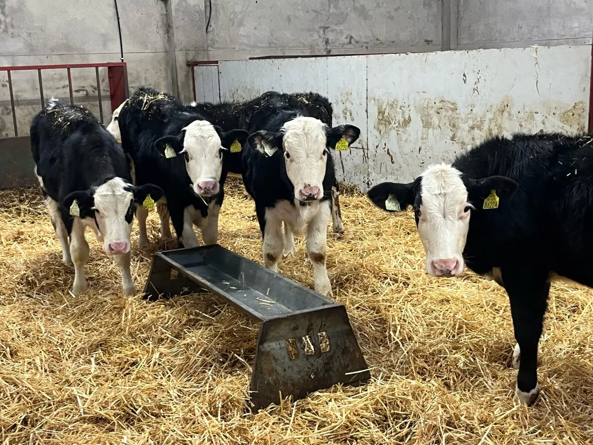 Smashing 220Kg HEX Bull Weanlings - Image 2