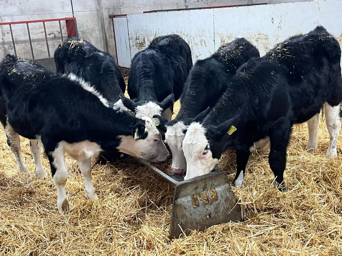Smashing 220Kg HEX Bull Weanlings - Image 3