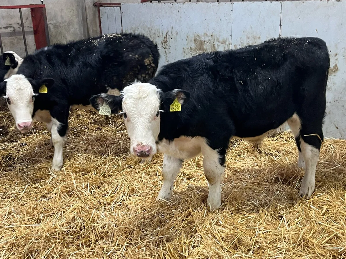 Smashing 220Kg HEX Bull Weanlings - Image 4