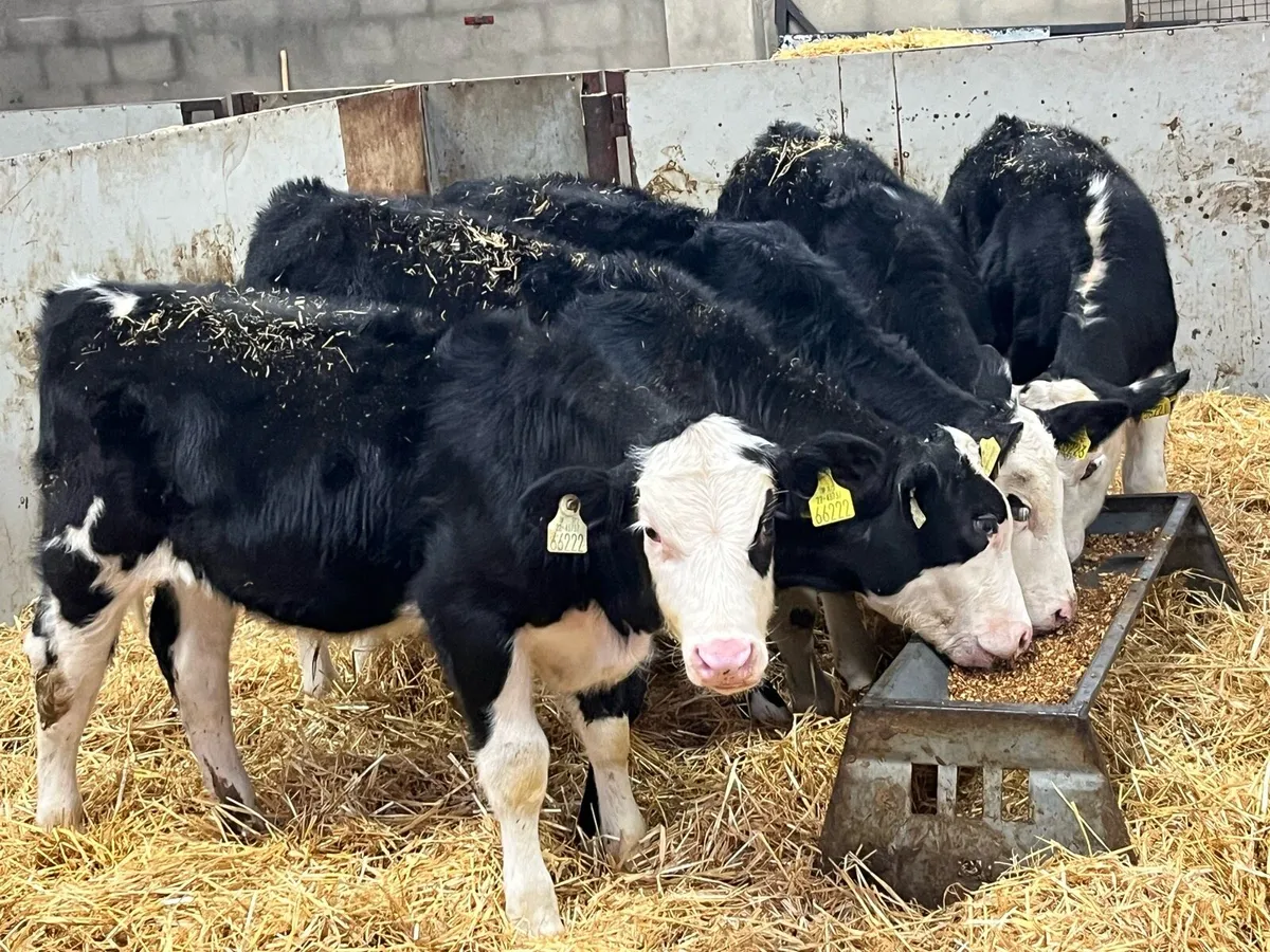 Smashing 220Kg HEX Bull Weanlings - Image 1