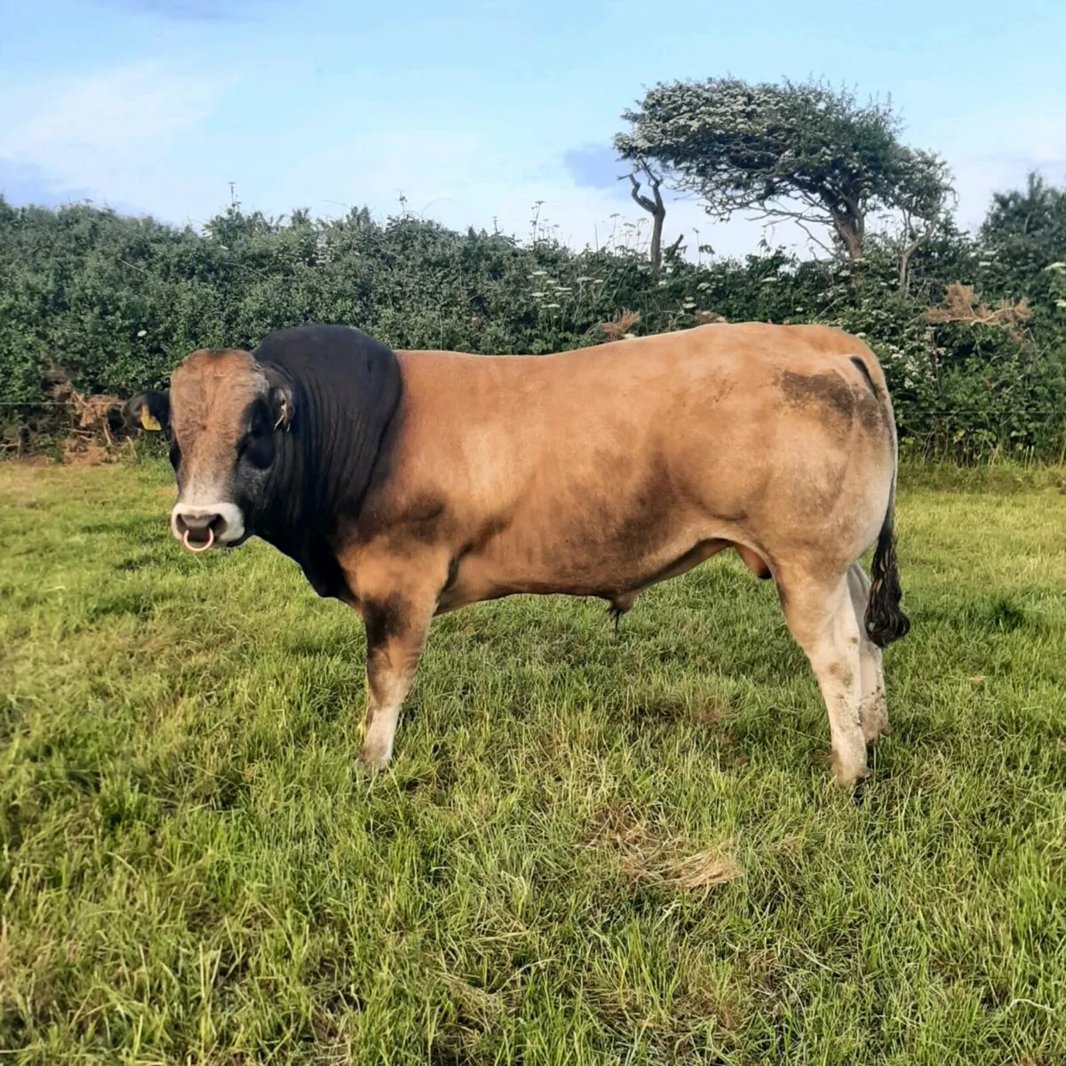 Parthenaise stock bull - Image 1