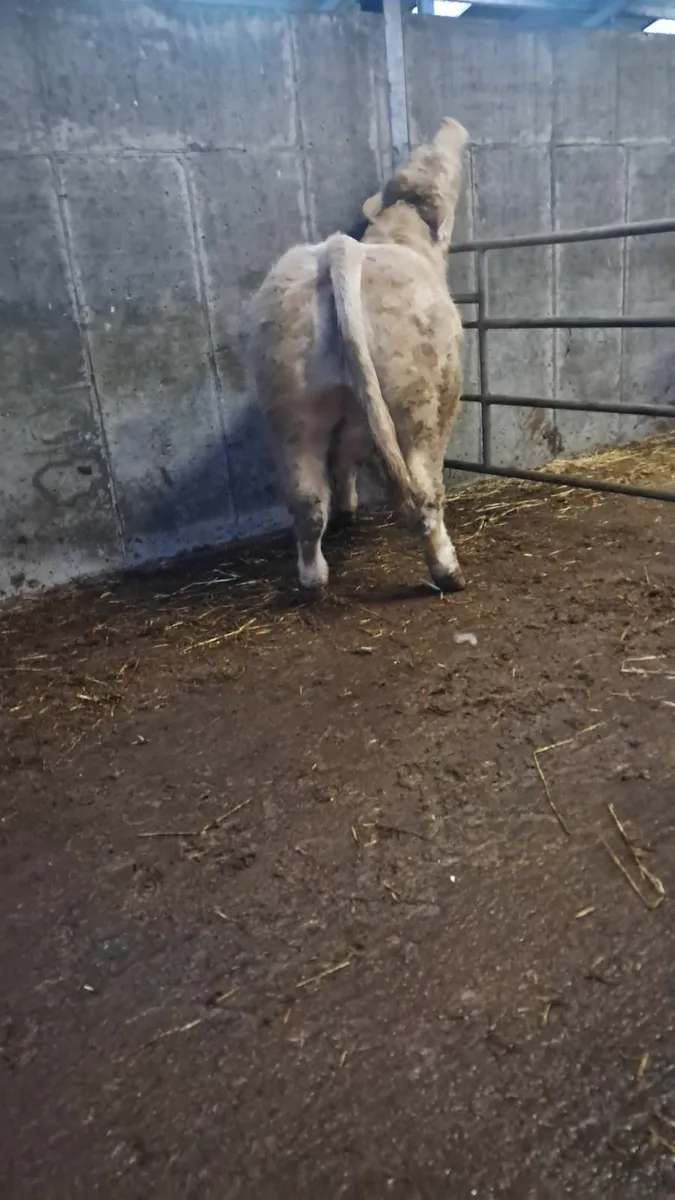 Pedigree Fiston charolais bull - Image 2