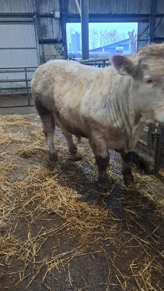 Pedigree Fiston charolais bull - Image 3