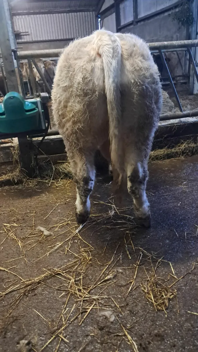 Pedigree Fiston charolais bull - Image 4