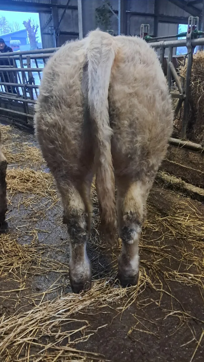 Pedigree Fiston charolais bull - Image 1