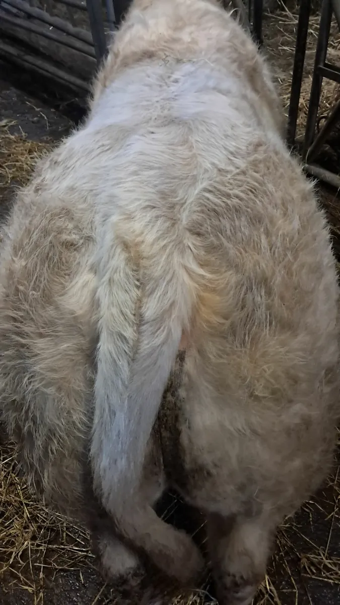 Pedigree charolais bulls - Image 4