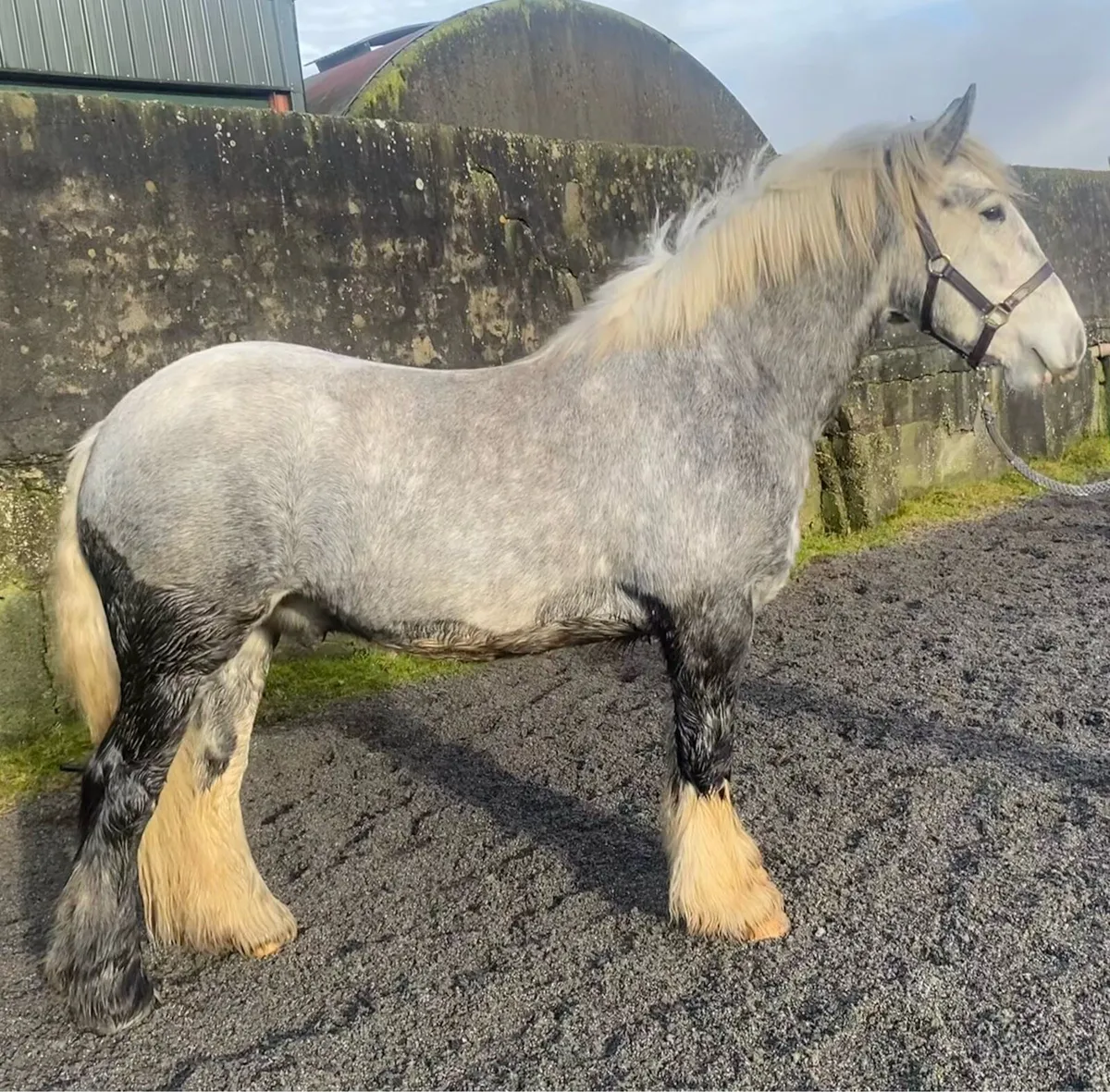 Cracking Cob Gelding - Image 1