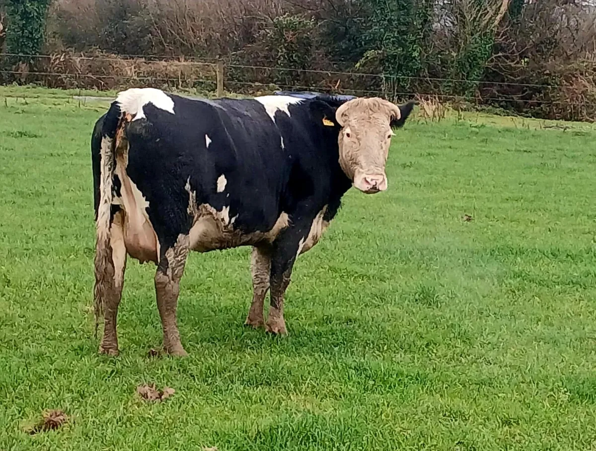 1st calver Simmental with Limousin bull calf - Image 2