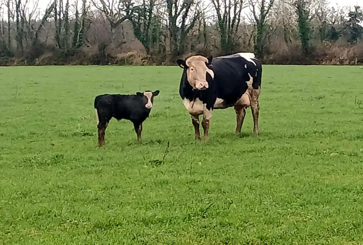 1st calver Simmental with Limousin bull calf - Image 1