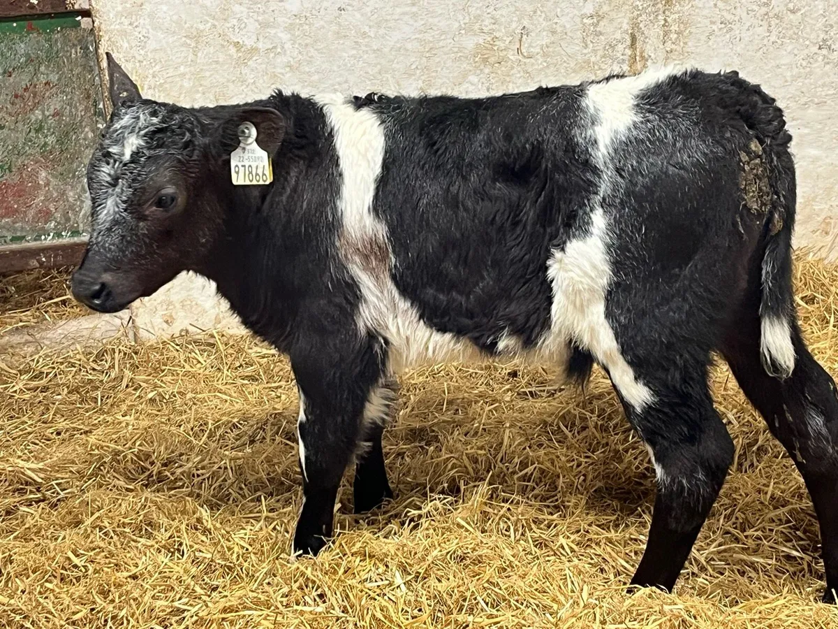 Super U Grade BB Bull Calves - Image 1