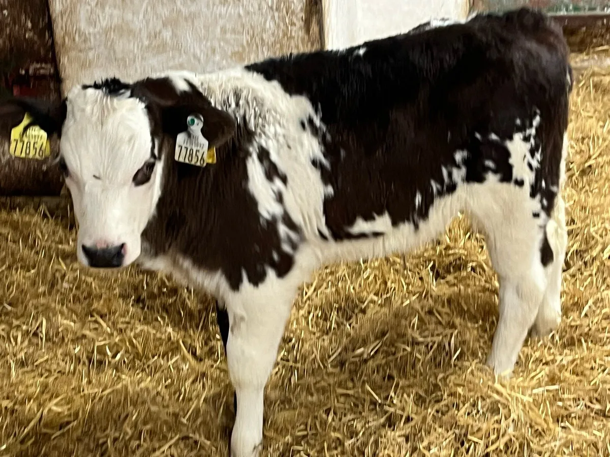 Super U Grade BB Bull Calves - Image 2