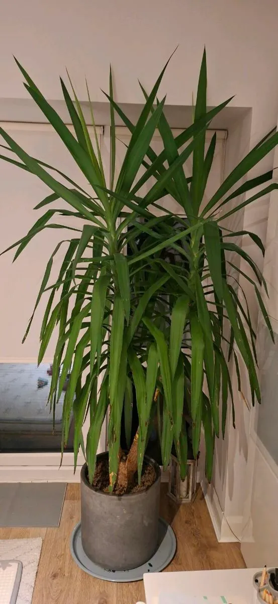 Yucca palm - Image 1