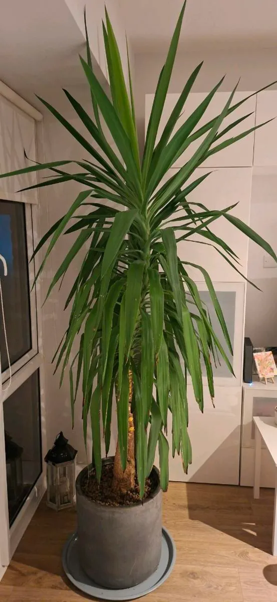 Yucca palm - Image 2