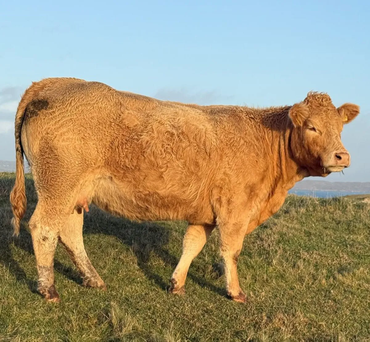 LMX In-Calf Cow - Image 1