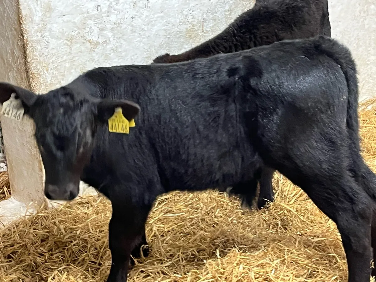 Smashing AA & HE Bull Calves - Image 2