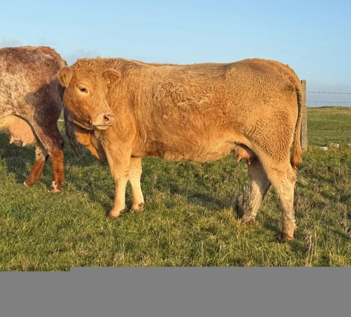 LMX In-Calf Cow - Image 2