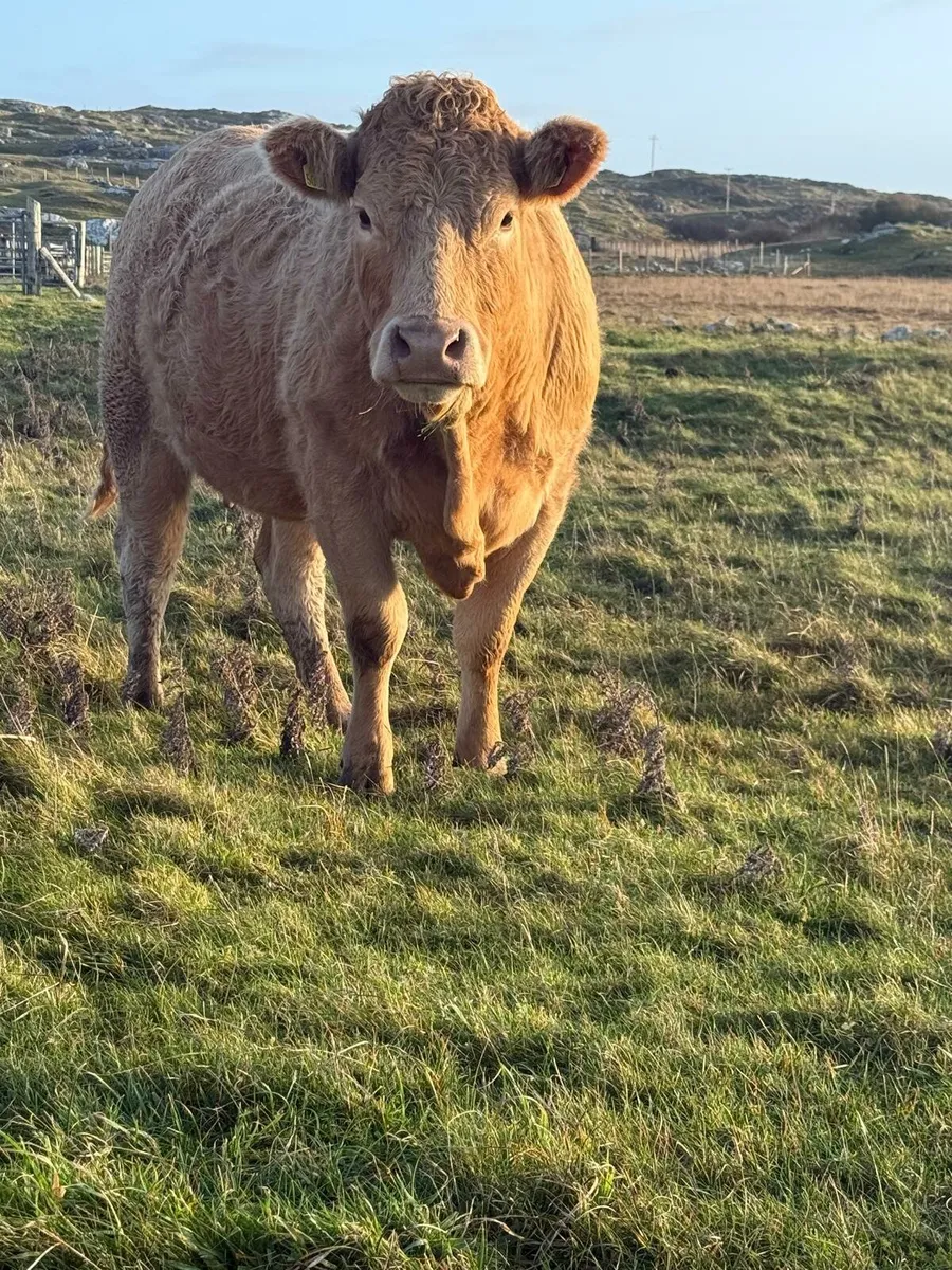 LMX In-Calf Cow - Image 3