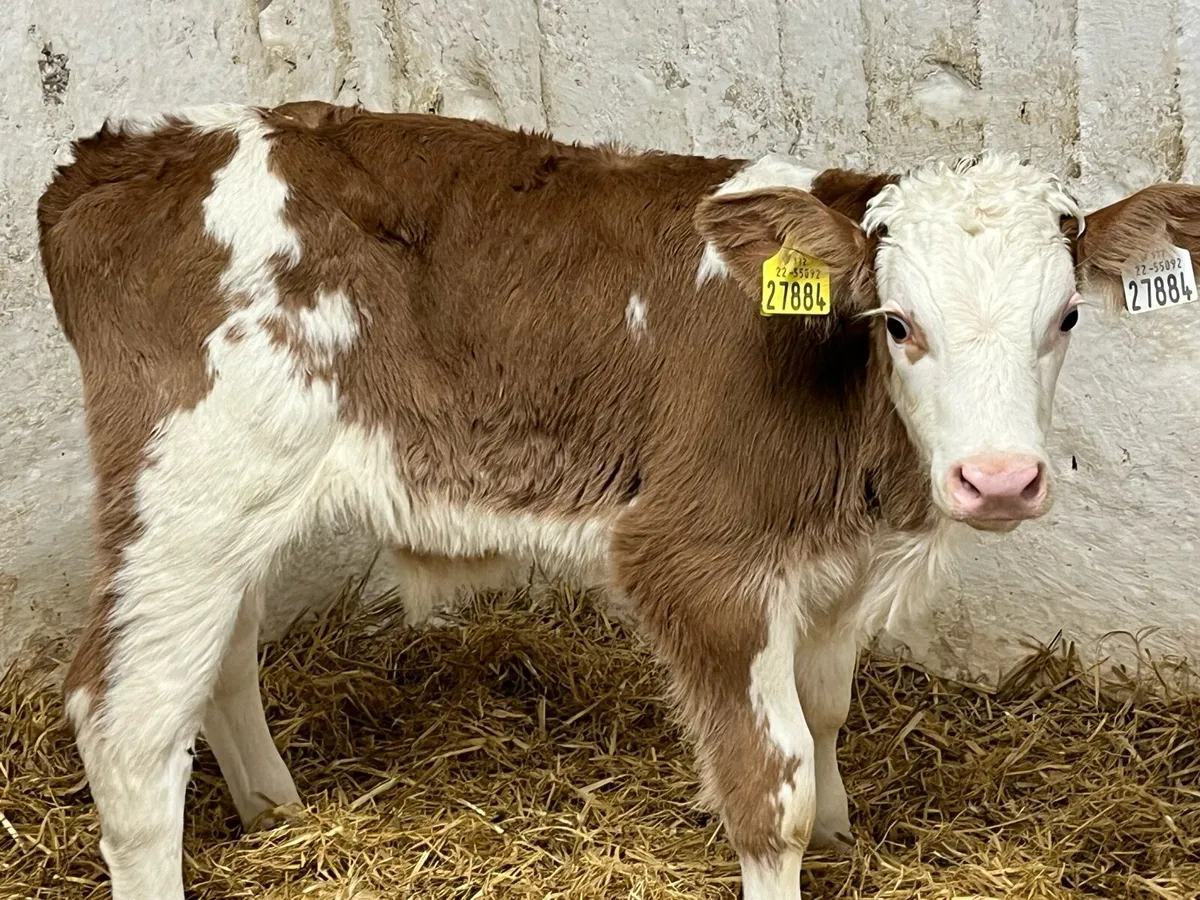 Super Simmental Bull Calves - Image 1
