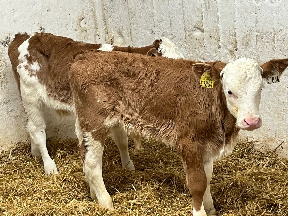 Super Simmental Bull Calves - Image 2
