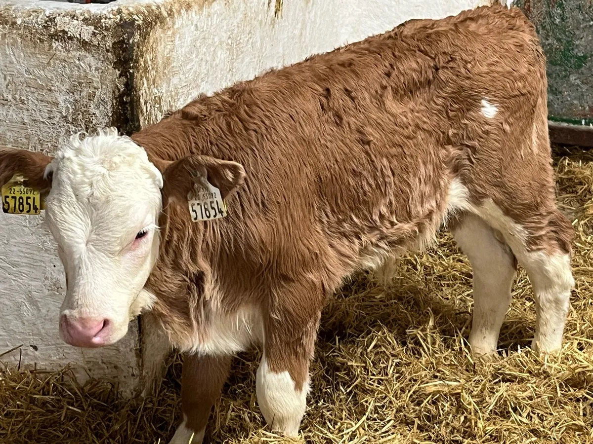 Super Simmental Bull Calves - Image 3