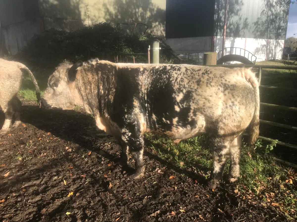 Pedigree Speckled park bull