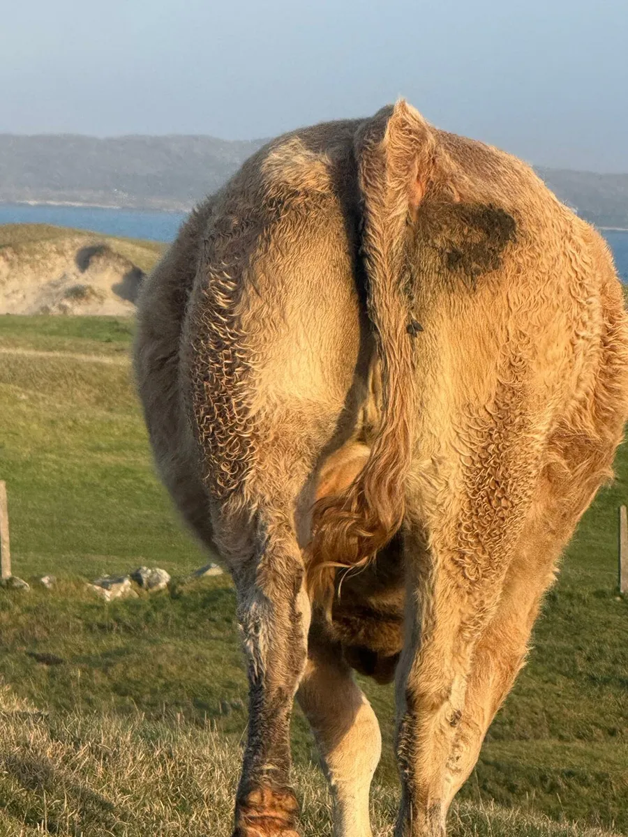 LMX In-Calf Cow - Image 4