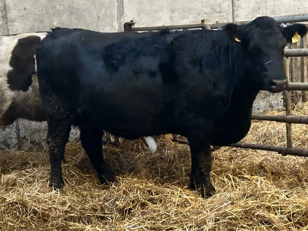 5 star genotyped Angus incalf heifer - Image 1
