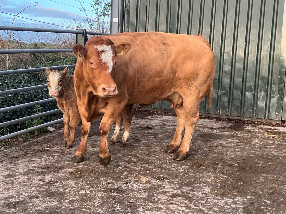 Top quality Limousin cow with sim heifer calf - Image 2
