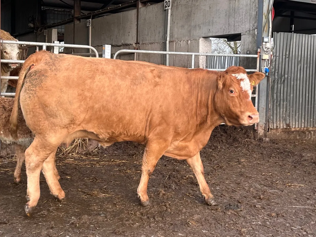 Top quality Limousin cow with sim heifer calf - Image 3