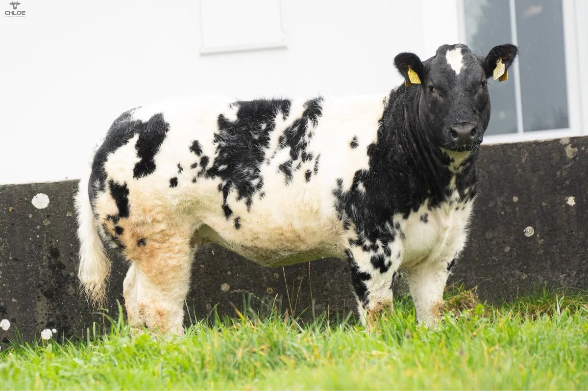 Two super weanling heifers for sale! - Image 2