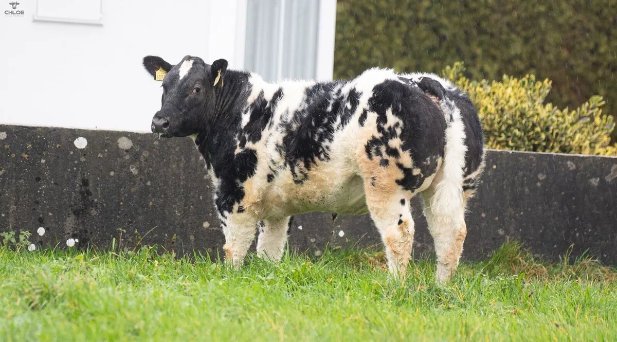 Two super weanling heifers for sale! - Image 1