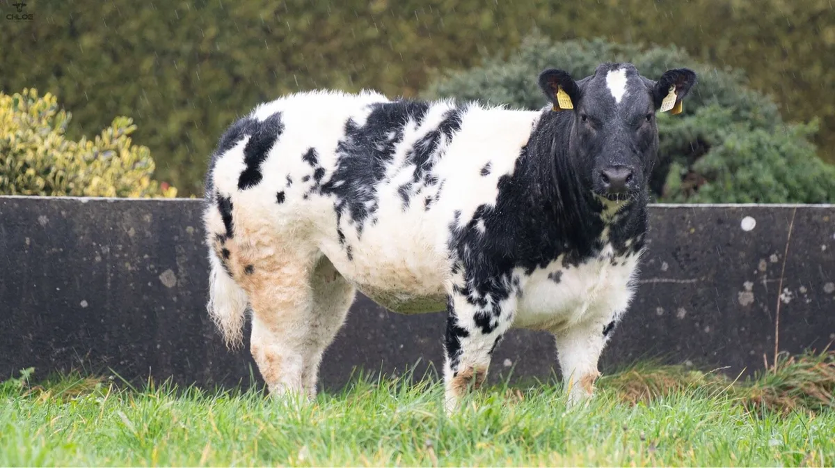 Two super weanling heifers for sale! - Image 3