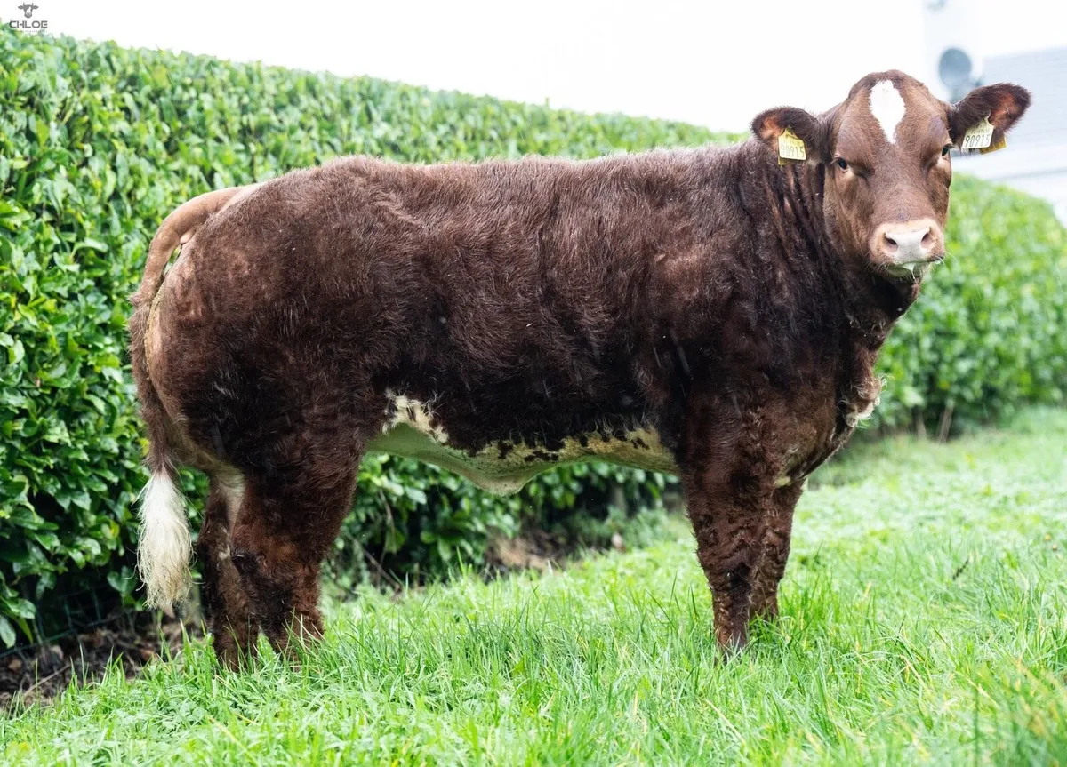 Two super weanling heifers for sale! - Image 4