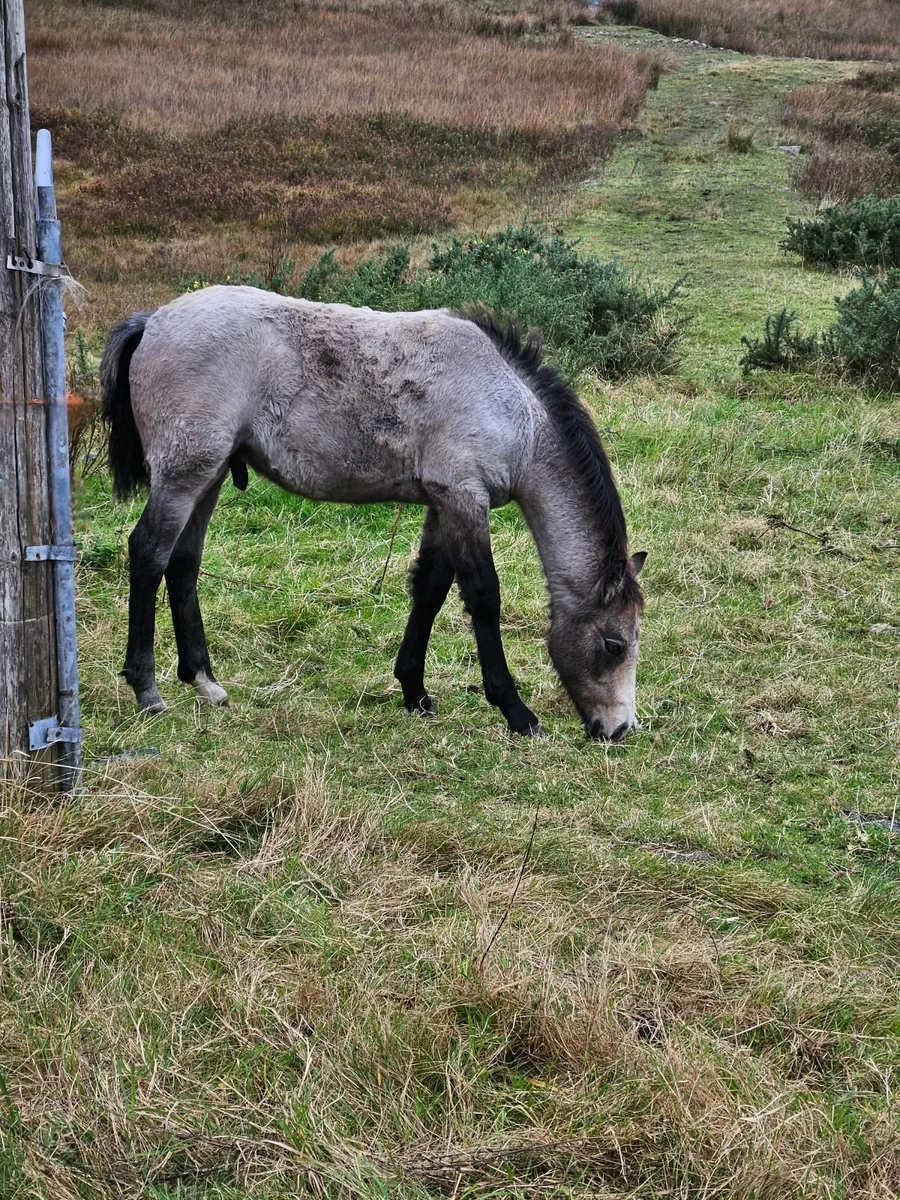 Connemara colt foal - Image 4