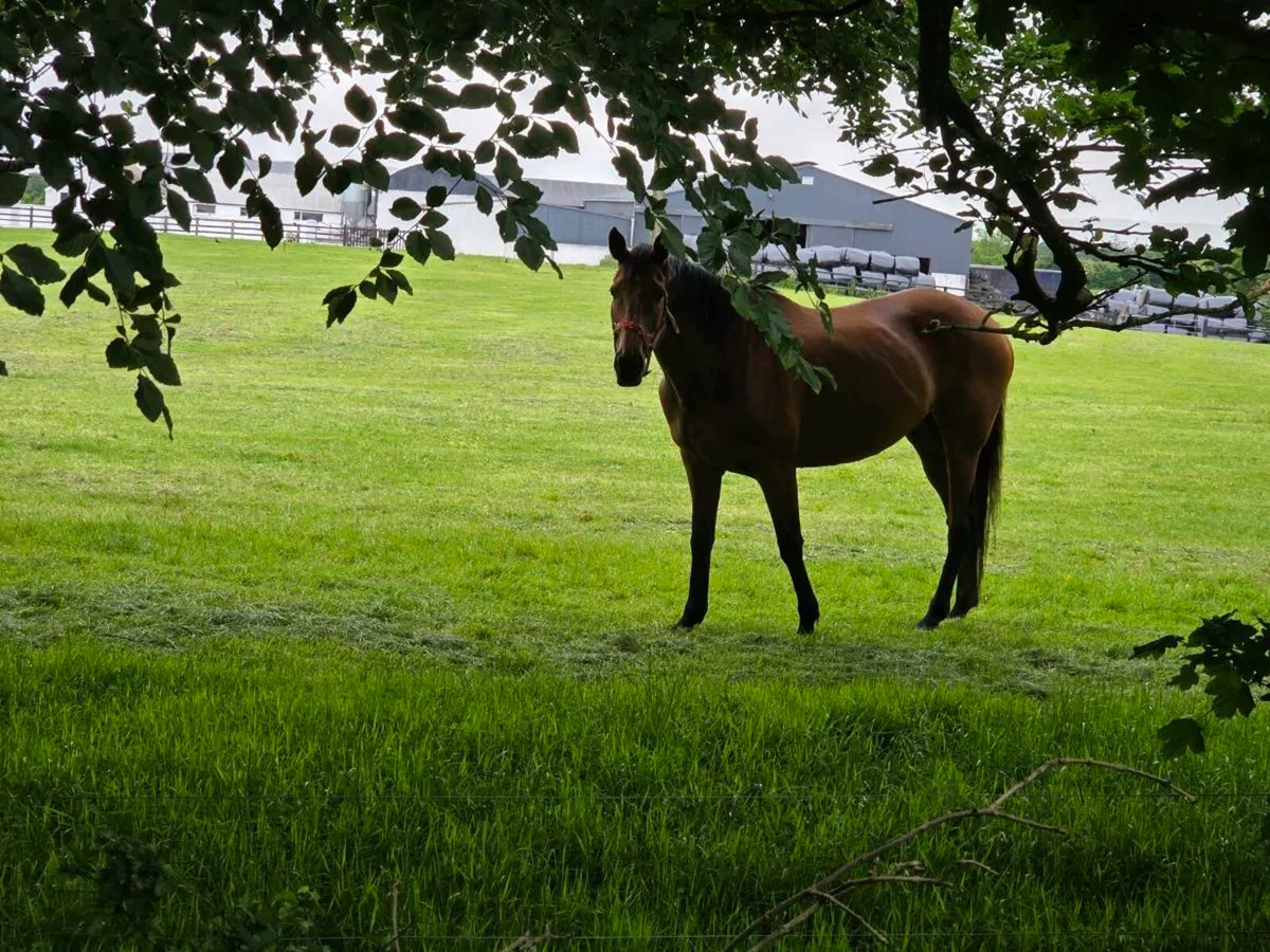 Thoroughbred Mare - Image 1