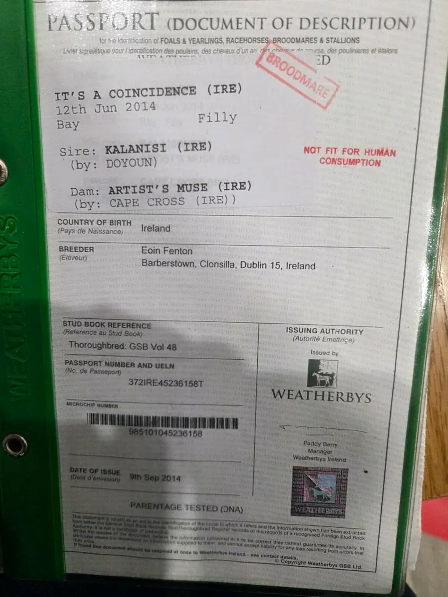 Thoroughbred Mare - Image 2