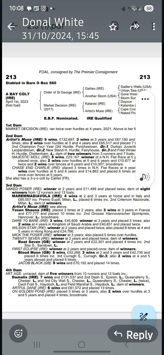 Thoroughbred Mare - Image 3