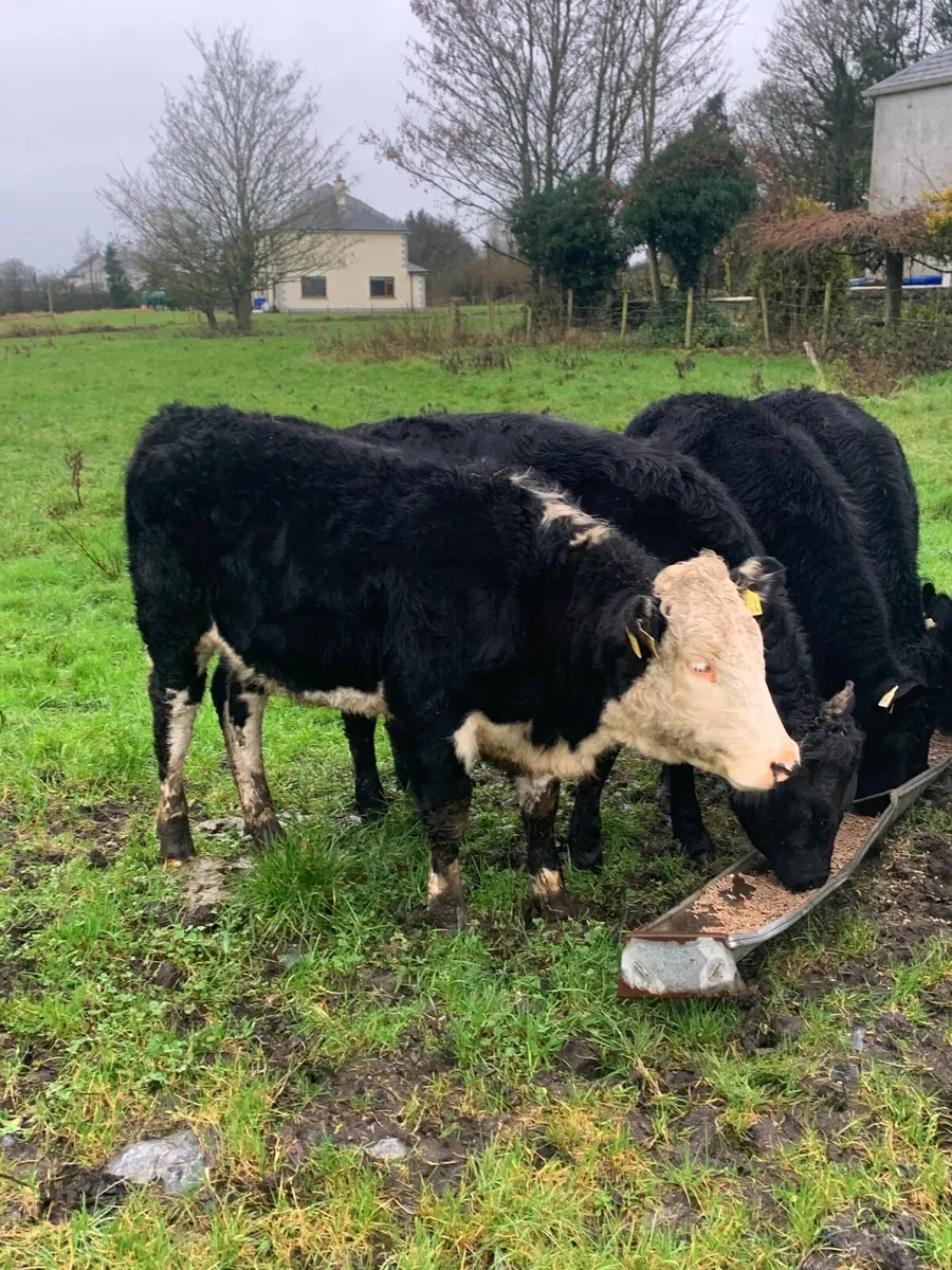 5 Super Quality AAX and HEX Heifers for sale - Image 3