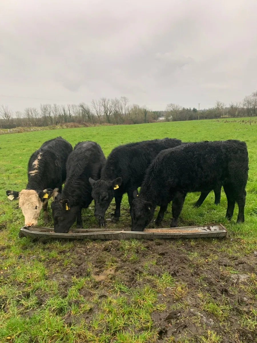 5 Super Quality AAX and HEX Heifers for sale - Image 1