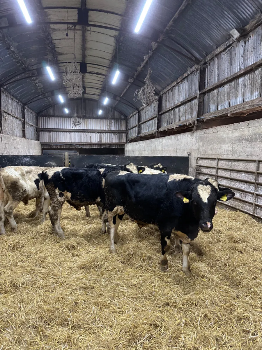 British Friesian bulls - Image 4