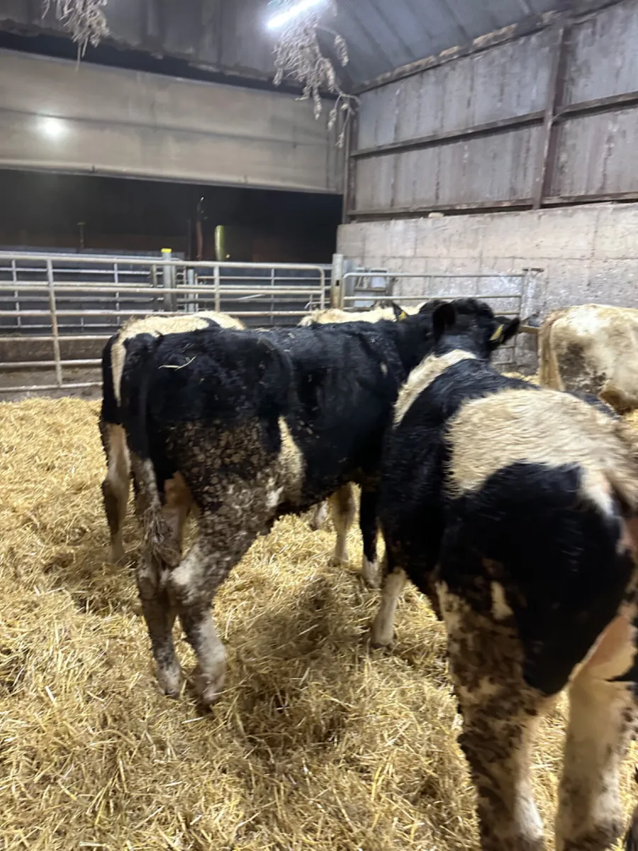 British Friesian bulls - Image 3