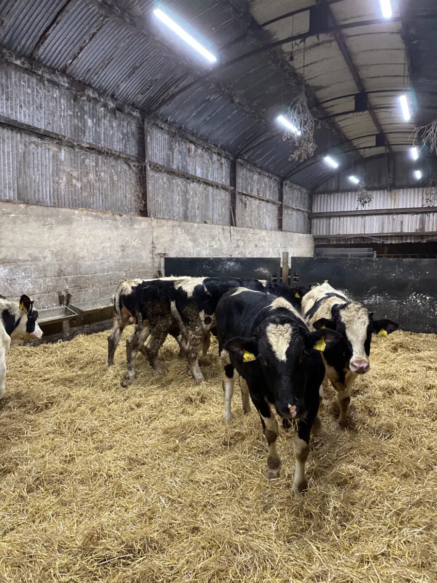 British Friesian bulls - Image 1