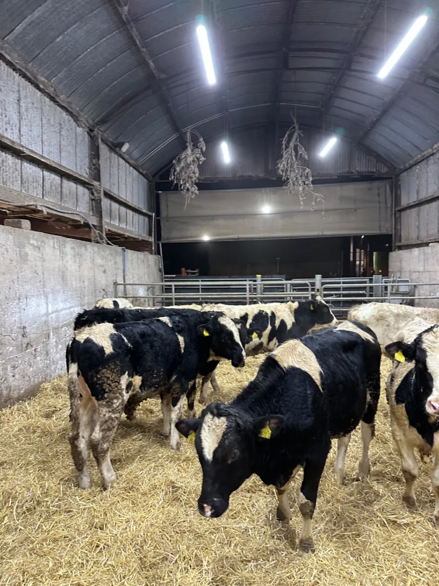 British Friesian bulls - Image 2