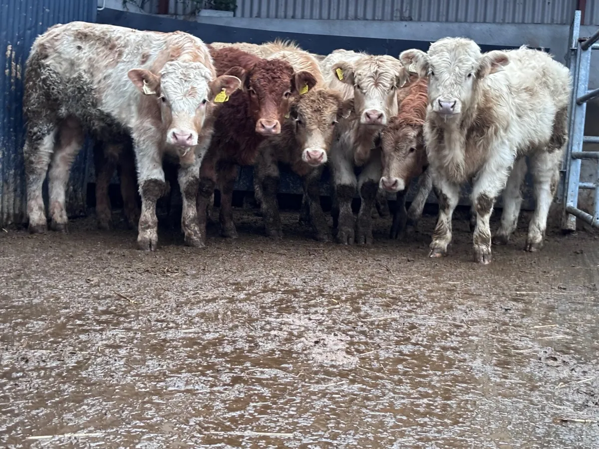 9 top quality Charlaois & Limision bull Weanlings - Image 1