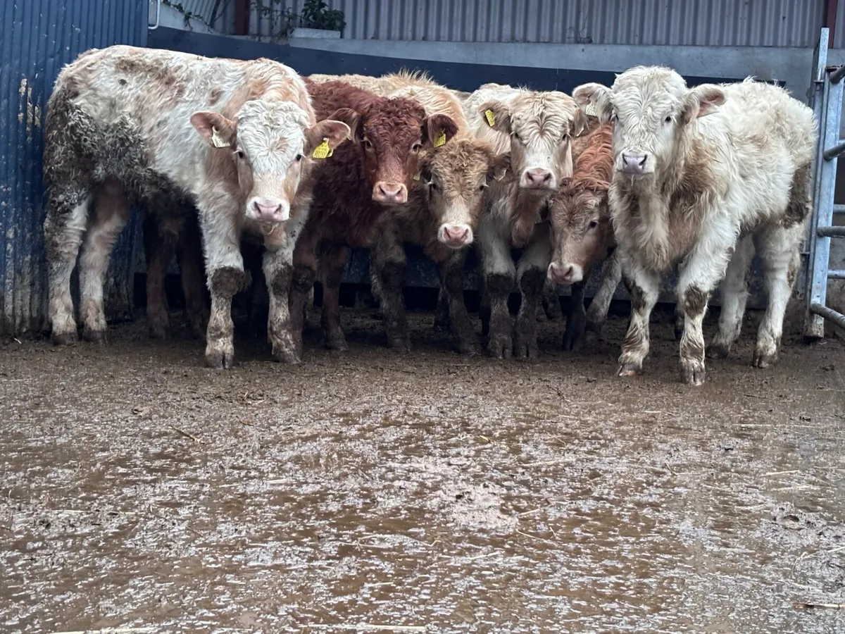 9 top quality Charlaois & Limision bull Weanlings - Image 2