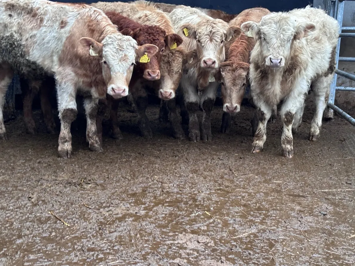 9 top quality Charlaois & Limision bull Weanlings - Image 3