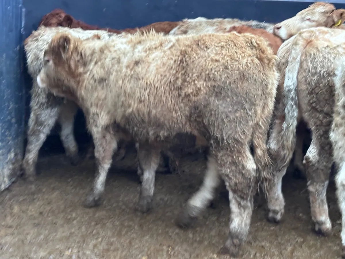 9 top quality Charlaois & Limision bull Weanlings - Image 4