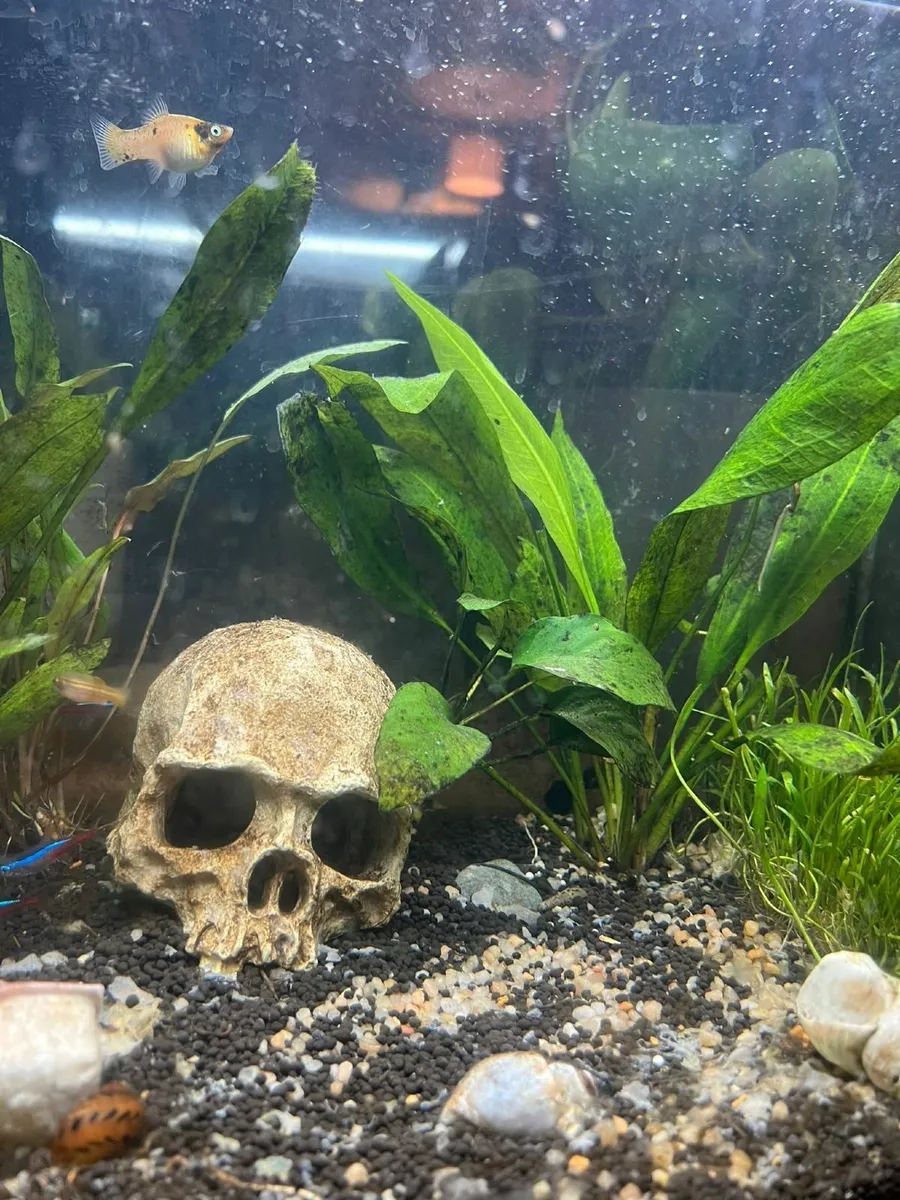 Fish tank - Image 2