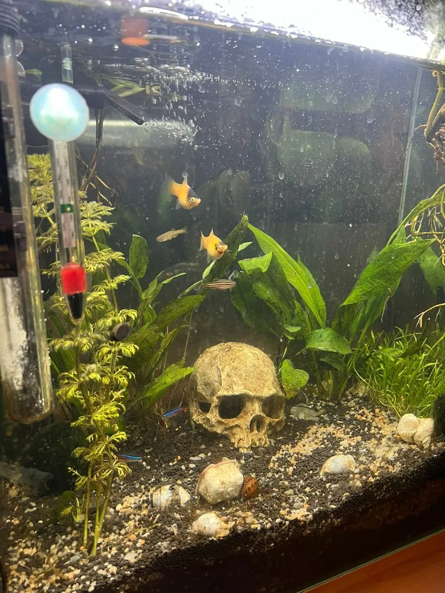 Fish tank - Image 1