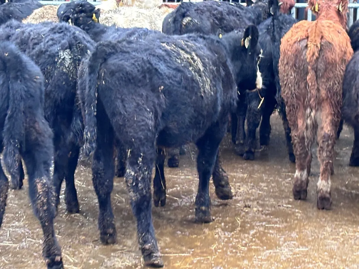 11 bull Weanlings for sale @€1055 - Image 2